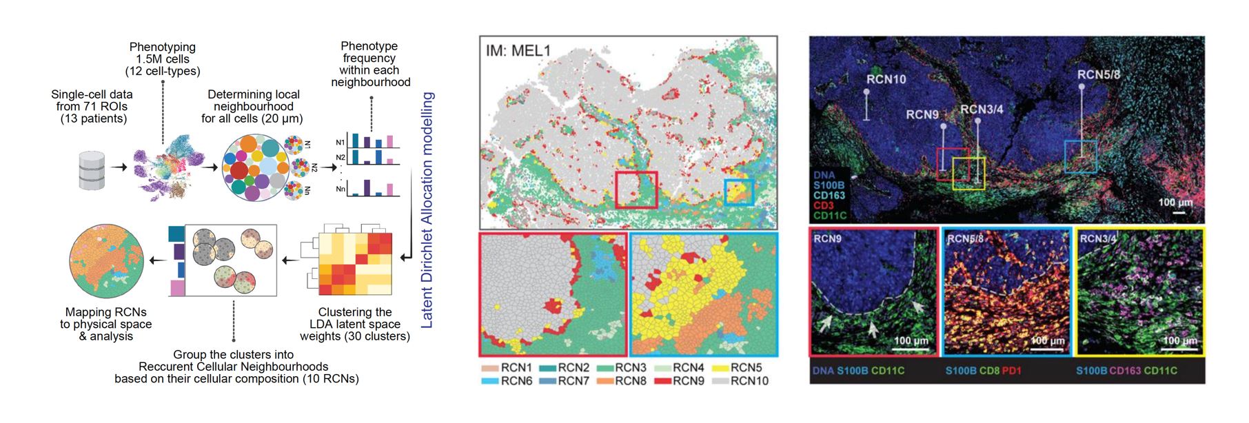 Recurrent Cellular Neighborhoods